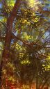 forest_10_25_07_01.jpg